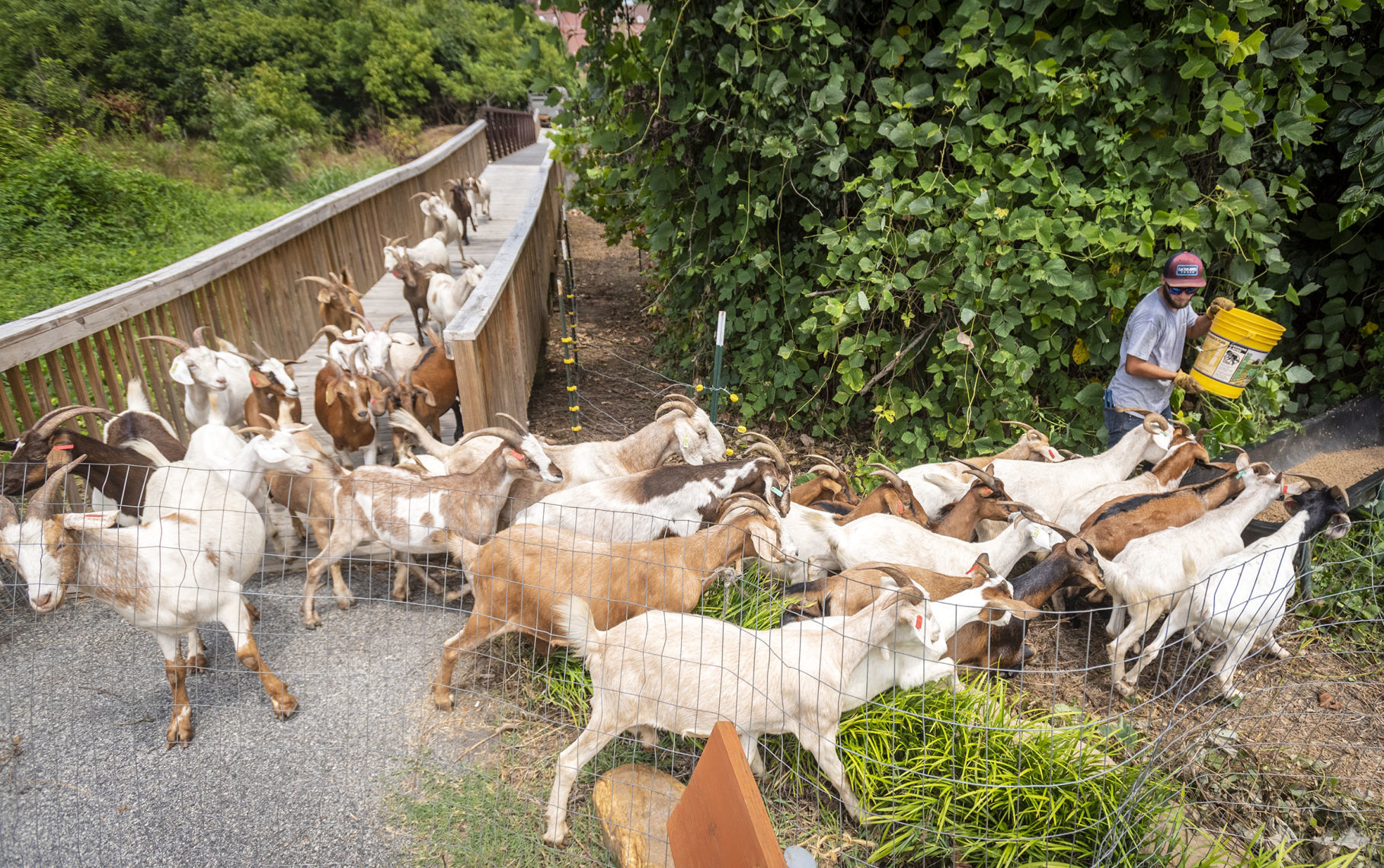Goats